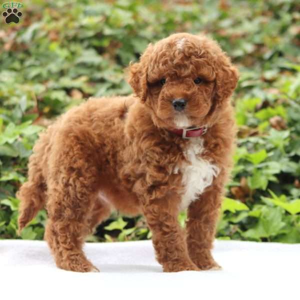 Teddy F1BB, Mini Goldendoodle Puppy